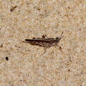 Pycnostictus seriatus at Bournda, NSW - 11 Oct 2020 12:11 PM