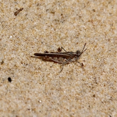 Pycnostictus seriatus (Common Bandwing) at Bournda, NSW - 11 Oct 2020 by RossMannell