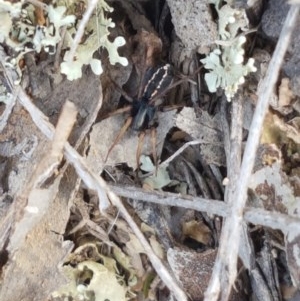 Zodariidae (family) at Mitchell, ACT - 4 Nov 2020 04:28 PM