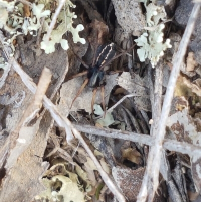 Zodariidae (family) (Ant spider or Spotted ground spider) at Mitchell, ACT - 4 Nov 2020 by trevorpreston