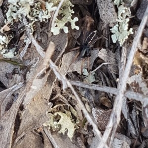 Zodariidae (family) at Mitchell, ACT - 4 Nov 2020