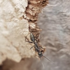 Camponotus nigroaeneus (Sugar ant) at Mitchell, ACT - 4 Nov 2020 by trevorpreston