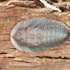 Laxta sp. (genus) (Bark cockroach) at Mitchell, ACT - 4 Nov 2020 by trevorpreston