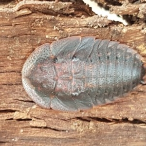 Laxta sp. (genus) at Mitchell, ACT - 4 Nov 2020