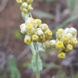 Pseudognaphalium luteoalbum at Mitchell, ACT - 4 Nov 2020