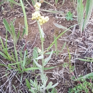 Pseudognaphalium luteoalbum at Mitchell, ACT - 4 Nov 2020