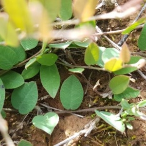 Bossiaea prostrata at Mitchell, ACT - 4 Nov 2020