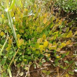 Bossiaea prostrata at Mitchell, ACT - 4 Nov 2020