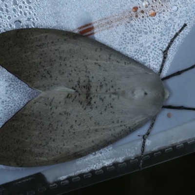 Gastrophora henricaria (Fallen-bark Looper, Beautiful Leaf Moth) at Acton, ACT - 3 Nov 2020 by jb2602