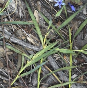 Stypandra glauca at Downer, ACT - 3 Nov 2020