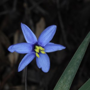 Stypandra glauca at Downer, ACT - 3 Nov 2020