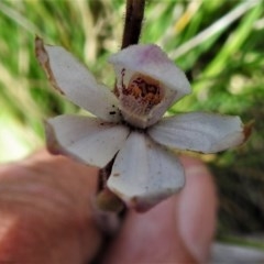 Caladenia alpina (Mountain Caps) at Booth, ACT - 4 Nov 2020 by JohnBundock