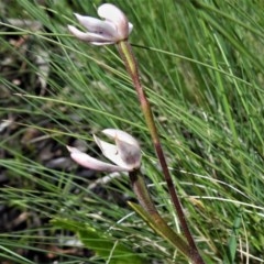 Caladenia alpina at Booth, ACT - 4 Nov 2020