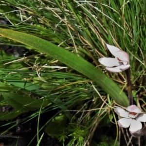 Caladenia alpina at Booth, ACT - 4 Nov 2020