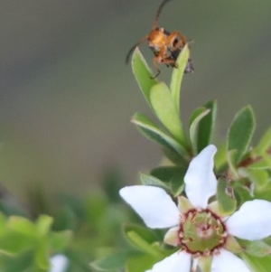 Heteromastix sp. (genus) at Gundaroo, NSW - 3 Nov 2020