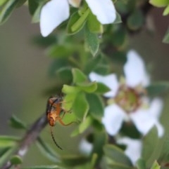 Heteromastix sp. (genus) at Gundaroo, NSW - 3 Nov 2020