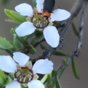 Heteromastix sp. (genus) at Gundaroo, NSW - 3 Nov 2020