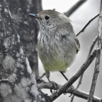 Acanthiza pusilla (Brown Thornbill) at Booth, ACT - 4 Nov 2020 by JohnBundock