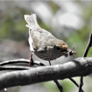 Acanthiza pusilla at Booth, ACT - 4 Nov 2020