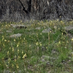 Bulbine glauca at Booth, ACT - 4 Nov 2020