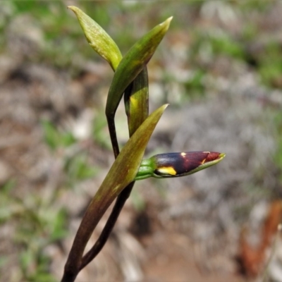 Diuris sp. (A Donkey Orchid) at Booth, ACT - 4 Nov 2020 by JohnBundock