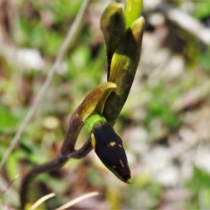 Diuris sp. at Booth, ACT - suppressed