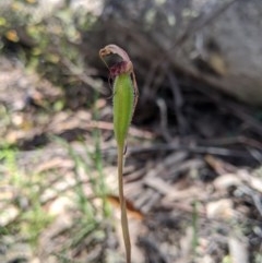 Caladenia montana (Mountain Spider Orchid) at Uriarra, NSW - 3 Nov 2020 by MattM