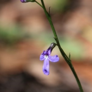 Lobelia gibbosa at Budawang, NSW - 4 Nov 2020 11:05 AM