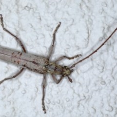 Scolecobrotus westwoodii (Longhorn beetle) at Ainslie, ACT - 3 Nov 2020 by jbromilow50