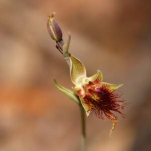 Calochilus paludosus at Budawang, NSW - 4 Nov 2020