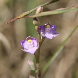 Thelymitra pauciflora at Mongarlowe, NSW - 4 Nov 2020