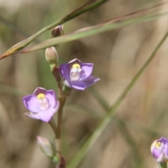 Thelymitra pauciflora at Mongarlowe, NSW - 4 Nov 2020