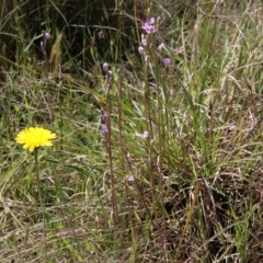 Thelymitra pauciflora at Mongarlowe, NSW - 4 Nov 2020