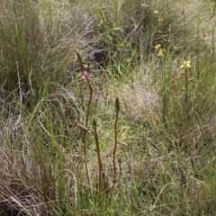 Stylidium graminifolium (Grass Triggerplant) at Mongarlowe River - 4 Nov 2020 by LisaH