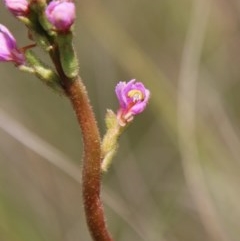 Stylidium graminifolium at Mongarlowe, NSW - 4 Nov 2020