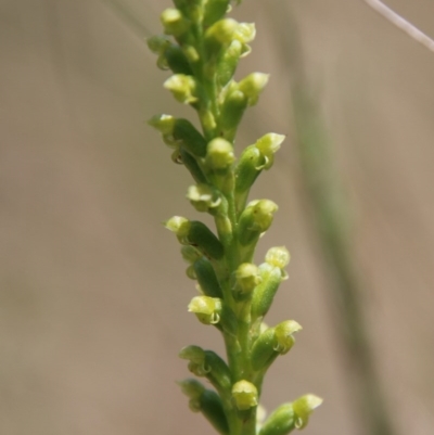 Microtis parviflora (Slender Onion Orchid) at Mongarlowe, NSW - 4 Nov 2020 by LisaH