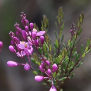 Comesperma ericinum at Mongarlowe, NSW - 4 Nov 2020