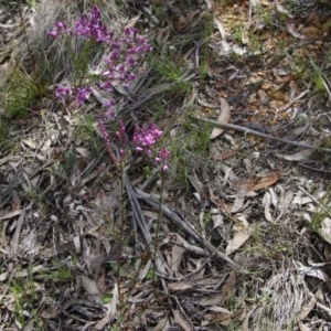 Comesperma ericinum at Mongarlowe, NSW - 4 Nov 2020