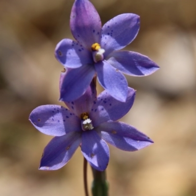 Thelymitra juncifolia (Dotted Sun Orchid) at Mongarlowe, NSW - 4 Nov 2020 by LisaH