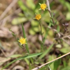 Hypericum gramineum (Small St Johns Wort) at Mongarlowe River - 4 Nov 2020 by LisaH