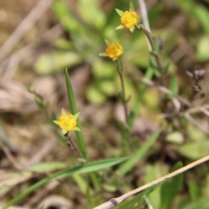 Hypericum gramineum at Mongarlowe, NSW - 4 Nov 2020