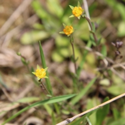 Hypericum gramineum (Small St Johns Wort) at Mongarlowe River - 4 Nov 2020 by LisaH