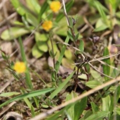 Hypericum gramineum at Mongarlowe, NSW - 4 Nov 2020