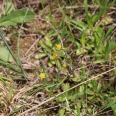 Hypericum gramineum at Mongarlowe, NSW - 4 Nov 2020 01:23 PM