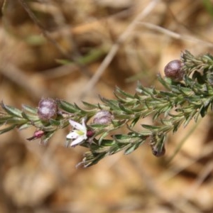 Rhytidosporum procumbens at Mongarlowe, NSW - 4 Nov 2020