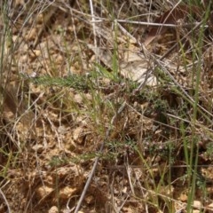 Rhytidosporum procumbens at Mongarlowe, NSW - 4 Nov 2020