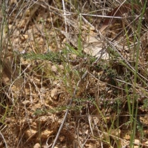 Rhytidosporum procumbens at Mongarlowe, NSW - 4 Nov 2020