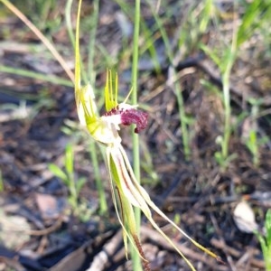 Caladenia atrovespa at Holt, ACT - suppressed