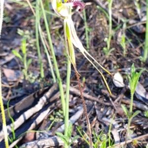 Caladenia atrovespa at Holt, ACT - suppressed