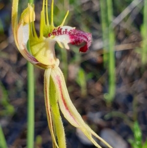 Caladenia atrovespa at Holt, ACT - suppressed